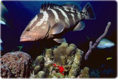 Fauna marinha das Bahamas.