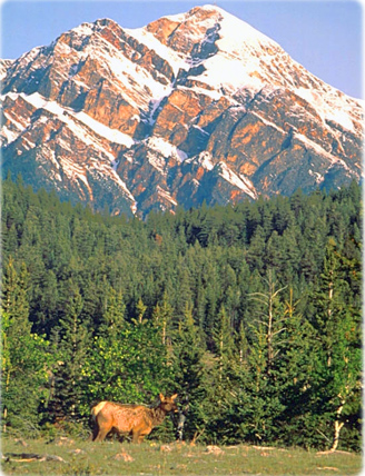Parque Jasper